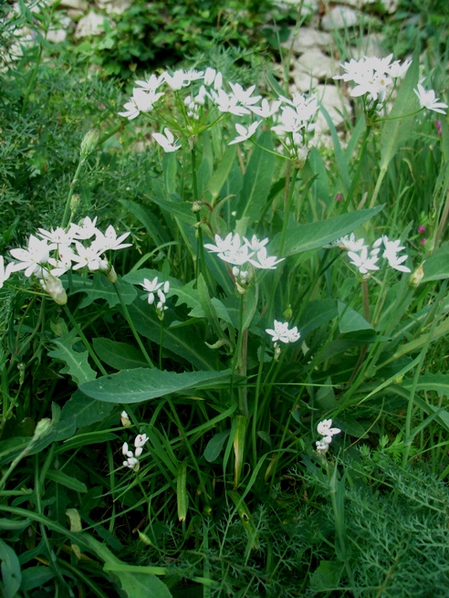 Allium subhirsutum / Aglio pelosetto